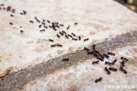 粉紅色+藍色 家中有螞蟻如何處理